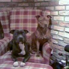 Staffordshire bull terrier Dynamites Tequila Sunrise