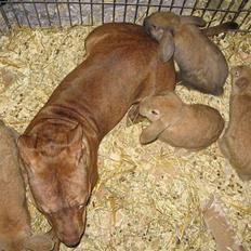 Staffordshire bull terrier Dynamites Tequila Sunrise