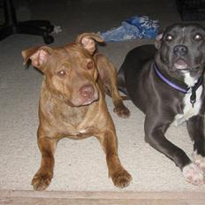 Staffordshire bull terrier Dynamites Tequila Sunrise