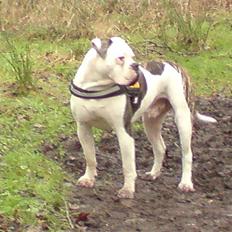 Amerikansk bulldog Møllers Louis