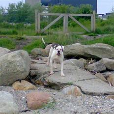 Amerikansk bulldog Møllers Louis