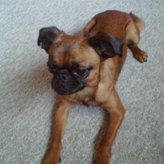 Griffon petit brabancon Kenzo