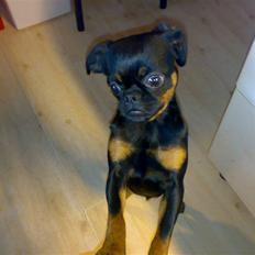 Griffon petit brabancon Chloé