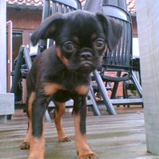 Griffon petit brabancon Chloé