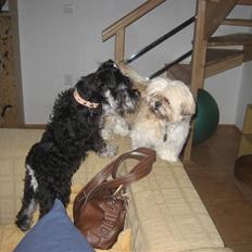 Dvaergschnauzer Albert