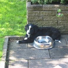 Blanding af racer Bailey