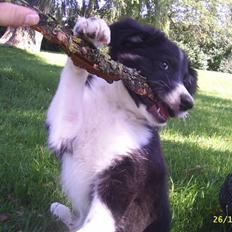 Border collie Victor