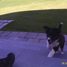 Border collie Victor