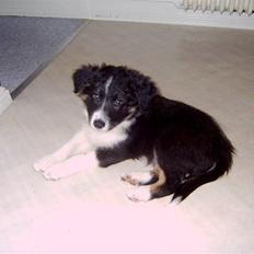Border collie Victor