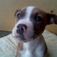 Blanding af racer Baby~R.I.P~