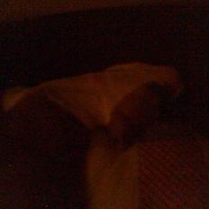 Blanding af racer Baby~R.I.P~