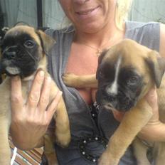 Boxer Kahlua