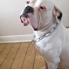 Amerikansk bulldog ben R.I.P 4/2-07-20/2-09