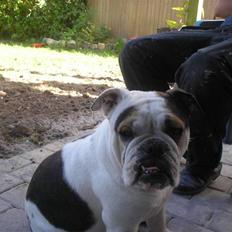 Engelsk bulldog safina