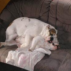 Engelsk bulldog safina