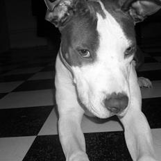 Amerikansk staffordshire terrier Akeela