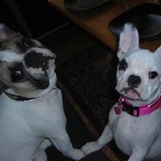 Fransk bulldog Kenzo &Tiggi