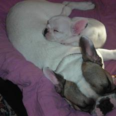 Fransk bulldog Kenzo &Tiggi