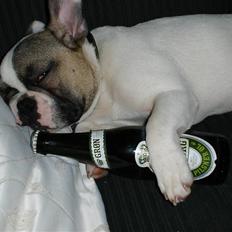 Fransk bulldog Kenzo &Tiggi