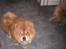 Chow chow Balder