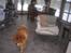 Chow chow Balder