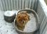Chow chow Balder
