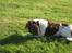 Engelsk springer spaniel † SJEFF (DON) Peekfields Don †