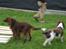 Engelsk springer spaniel † SJEFF (DON) Peekfields Don †