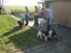 Engelsk springer spaniel † SJEFF (DON) Peekfields Don †