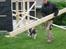 Engelsk springer spaniel † SJEFF (DON) Peekfields Don †