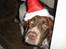 Engelsk springer spaniel † SJEFF (DON) Peekfields Don †