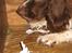 Engelsk springer spaniel † SJEFF (DON) Peekfields Don †