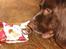 Engelsk springer spaniel † SJEFF (DON) Peekfields Don †