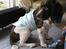 Engelsk springer spaniel † SJEFF (DON) Peekfields Don †