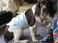 Engelsk springer spaniel † SJEFF (DON) Peekfields Don †