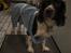 Engelsk springer spaniel † SJEFF (DON) Peekfields Don †