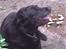 Labrador retriever Maxi (¯`v´¯) (R.I.P)