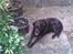 Labrador retriever Maxi (¯`v´¯) (R.I.P)