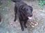 Labrador retriever Maxi (¯`v´¯) (R.I.P)