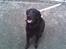 Labrador retriever Maxi (¯`v´¯) (R.I.P)