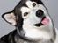 Alaskan malamute Mojo   - Mojo legede fotomodel for en dag..
