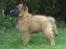 Tervueren Lively Lynx