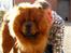 Chow chow tajo R.I.P
