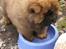 Chow chow tajo R.I.P