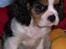 Cavalier king charles spaniel Townfield's Tony-Skott - Her var han vist 13-14 uger gammelt