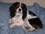 Cavalier king charles spaniel Townfield's Tony-Skott