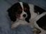 Cavalier king charles spaniel Townfield's Tony-Skott