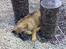 Schæferhund Bayogi`s Lobo R.I.P. (2012) - Her ligger jeg på mit nye ynglingssted :-)