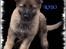 Schæferhund Bayogi`s Lobo R.I.P. (2012) - Er ikke dygtig til at sidde pænt :-)