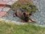 Schæferhund Bayogi`s Lobo R.I.P. (2012) - Blomsterne lugter dejligt..